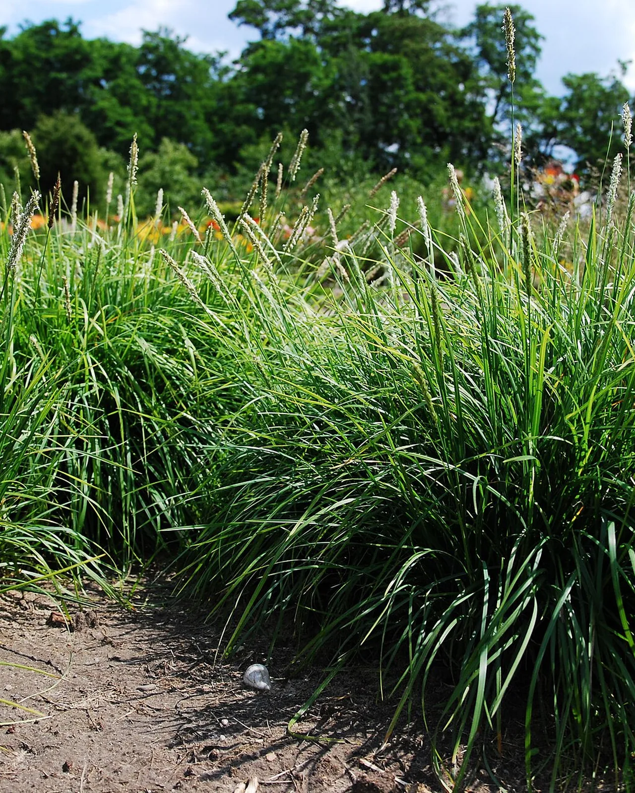 Sesleria luminosa — Sesleria autumnalis, pianta in crescita