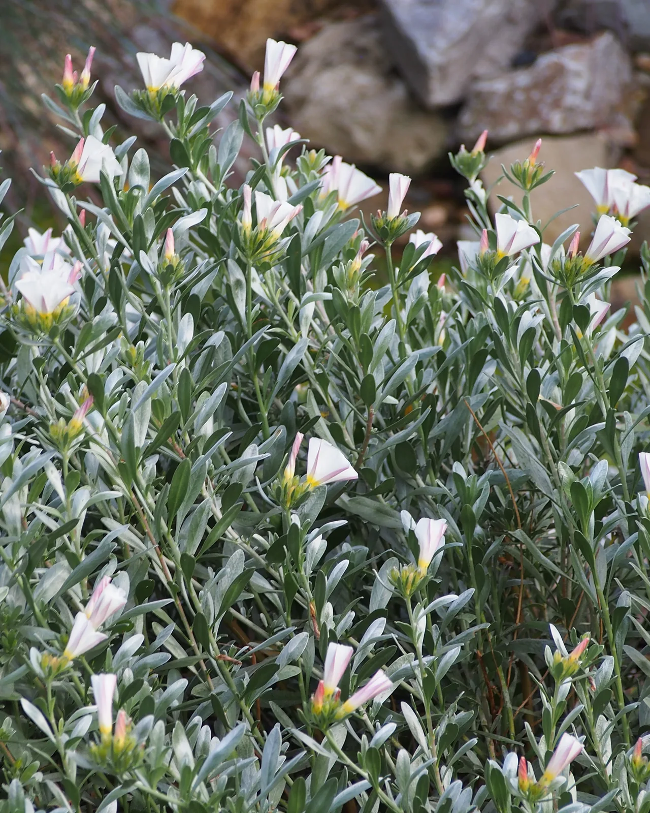 Convolvolo d’argento — Convolvulus cneorum, pianta in crescita