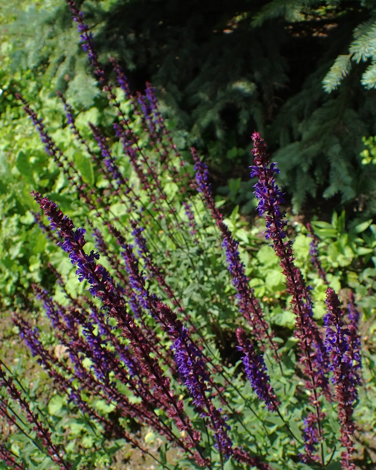 Salvia viola (Salvia nemorosa ‘Caradonna’)