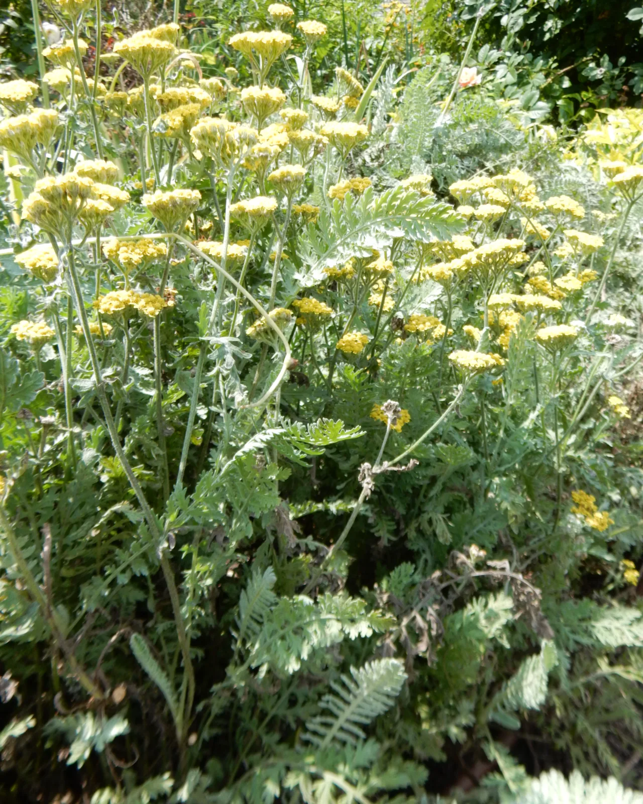 Achillea dorata — Achillea ‘Moonshine’, pianta in crescita