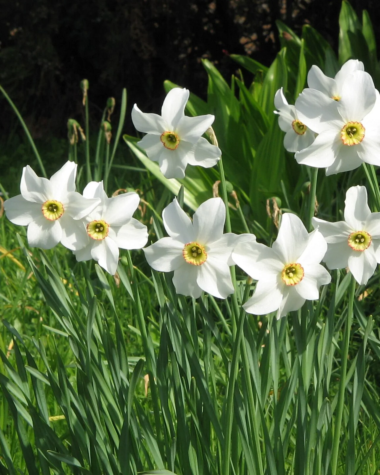 Narciso dei poeti, Narcissus poeticus var. recurvus, in fioritura primaverile