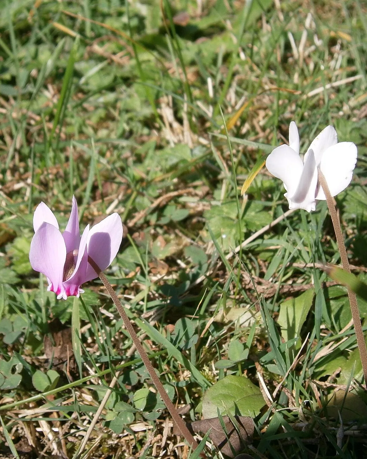 Ciclamino bianco, Cyclamen hederifolium Album, in fioritura autunnale