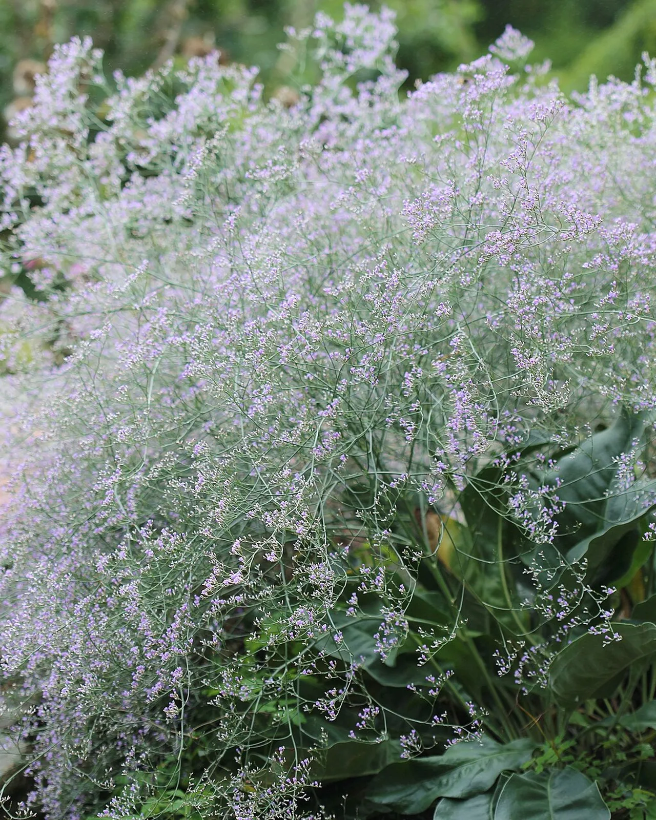 Nuvola lilla — Limonium platyphyllum, pianta in crescita