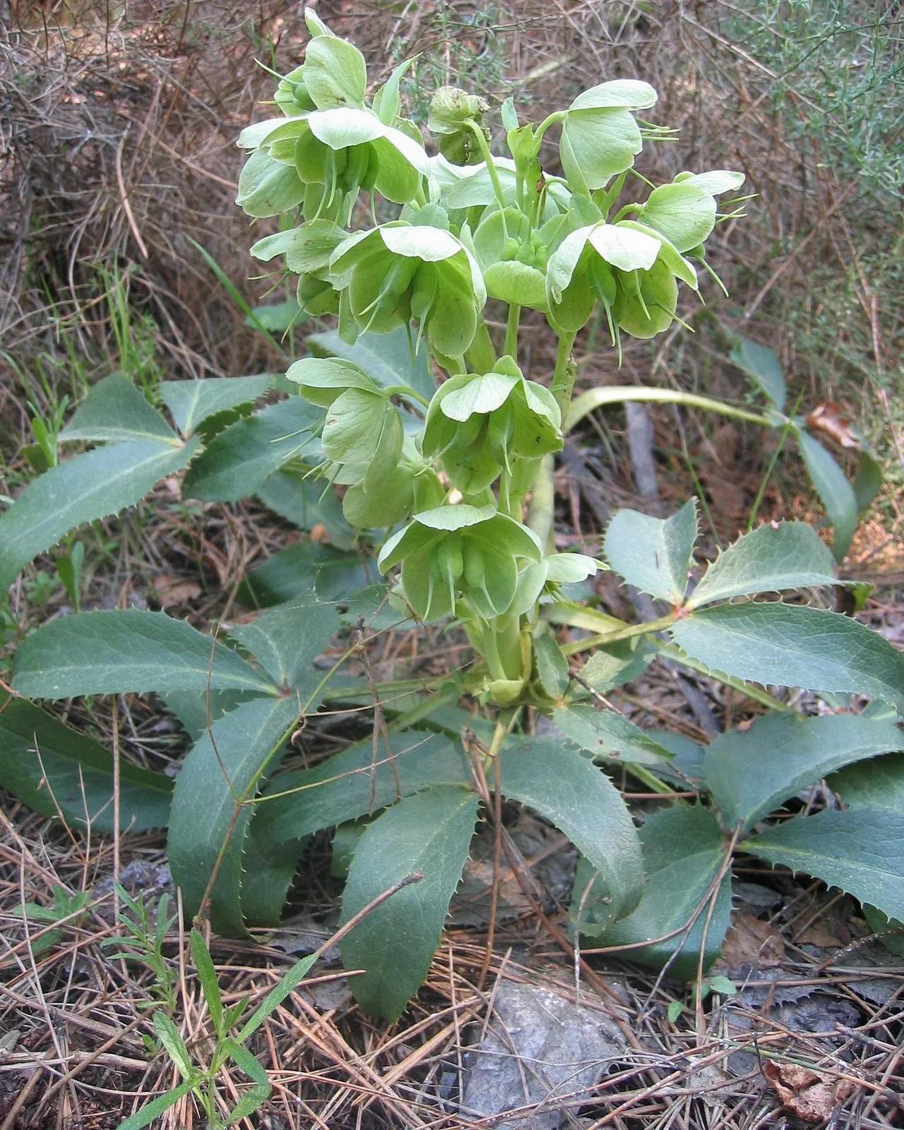Elleboro corso — Helleborus argutifolius, pianta in crescita