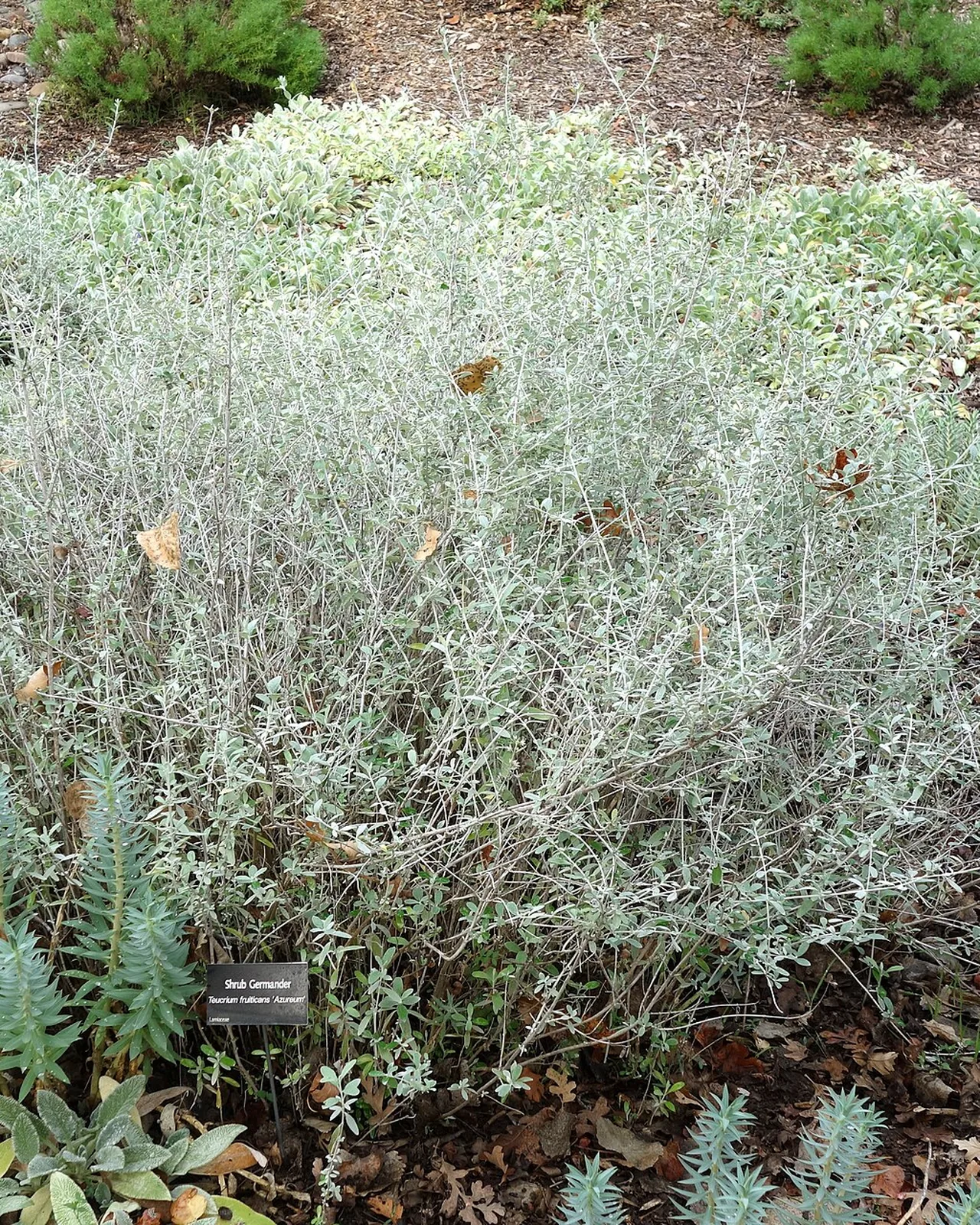 Teucrio azzurro — Teucrium fruticans ‘Azureum’, pianta in crescita
