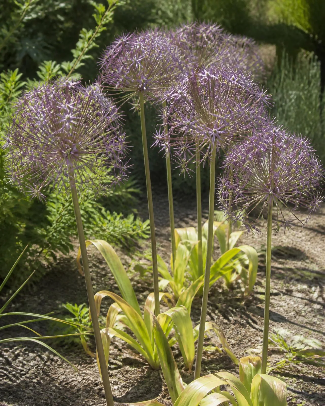 Stella di Persia — Allium cristophii, pianta in crescita