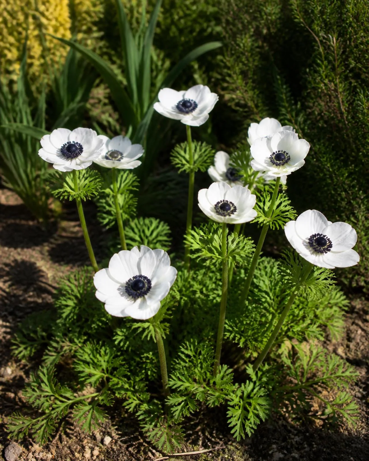 Anemone bianco — Anemone coronaria 'The Bride', pianta in crescita