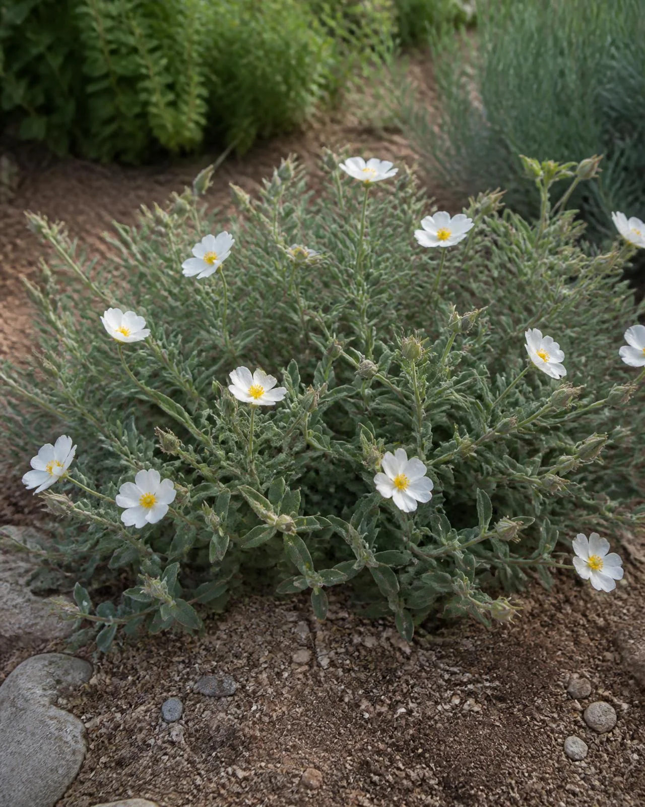 Cisto bianco prostrato — Cistus salviifolius ‘Prostratus’, pianta in crescita