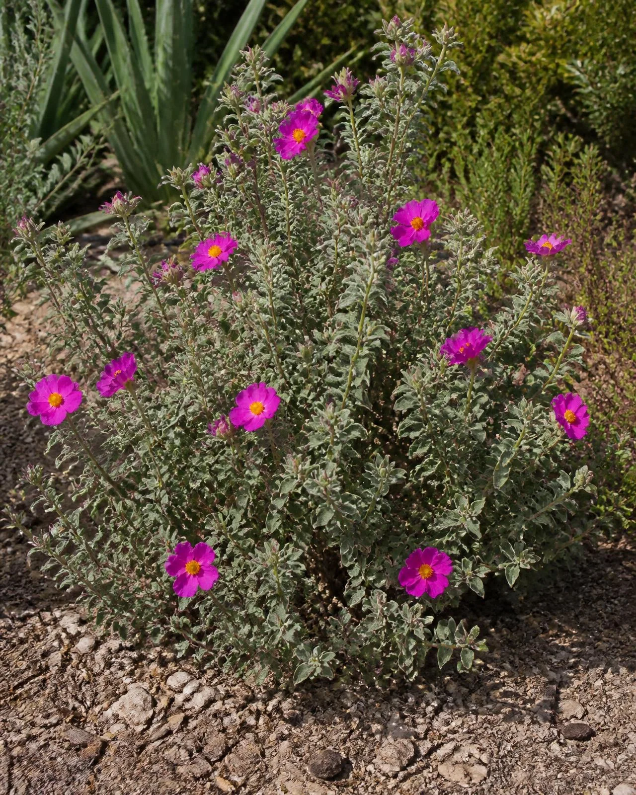 Cisto fucsia — Cistus × pulverulentus ‘Sunset’, pianta in crescita