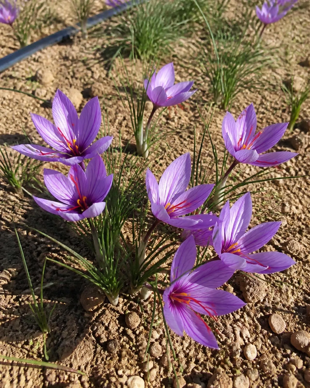 Croco dello zafferano — Crocus sativus, pianta in crescita