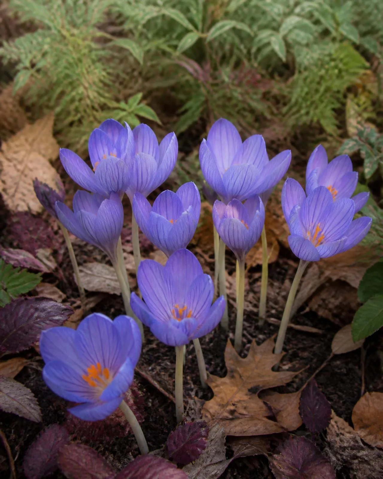 Croco d'autunno, Crocus speciosus Conqueror, in fioritura tra le foglie cadute