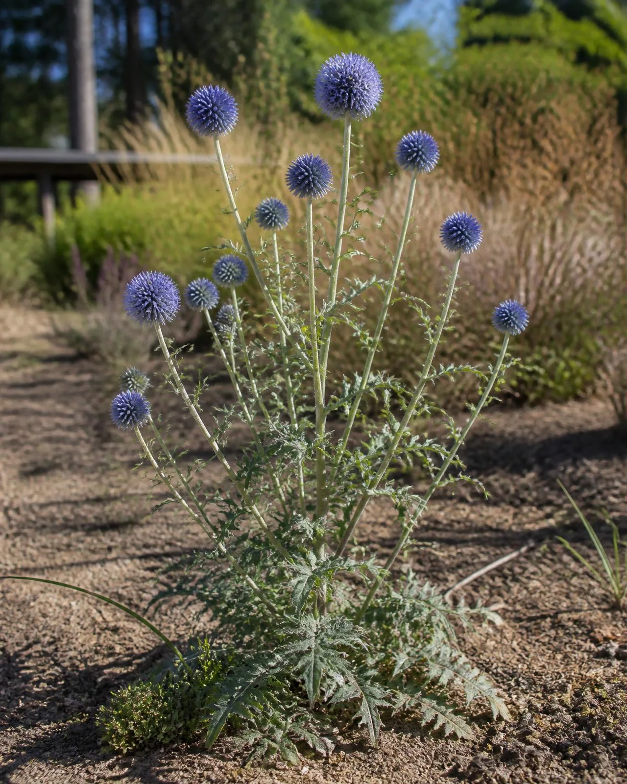 Globo blu — Echinops ritro ‘Veitch’s Blue’, pianta in crescita