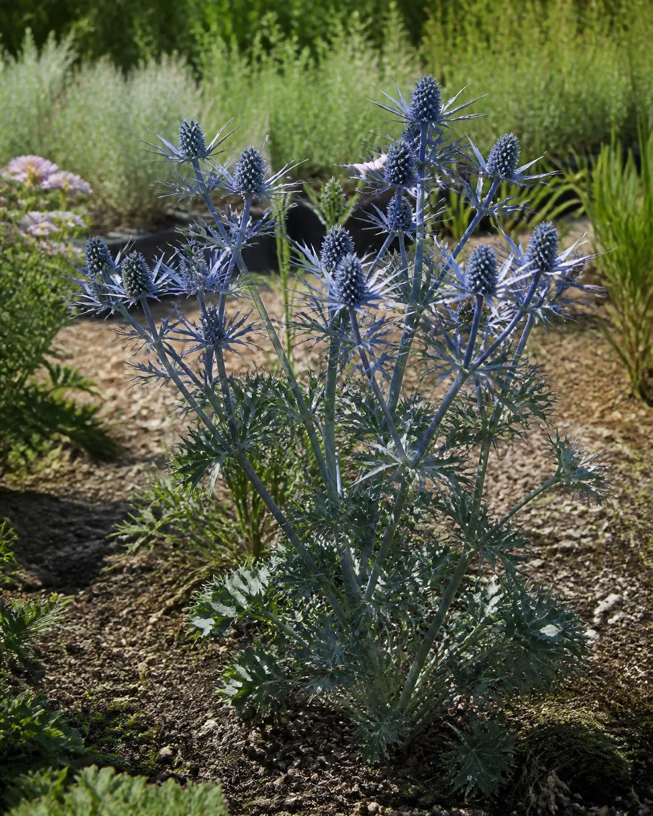 Cardo blu d’acciaio — Eryngium bourgatii ‘Picos Blue’, pianta in crescita