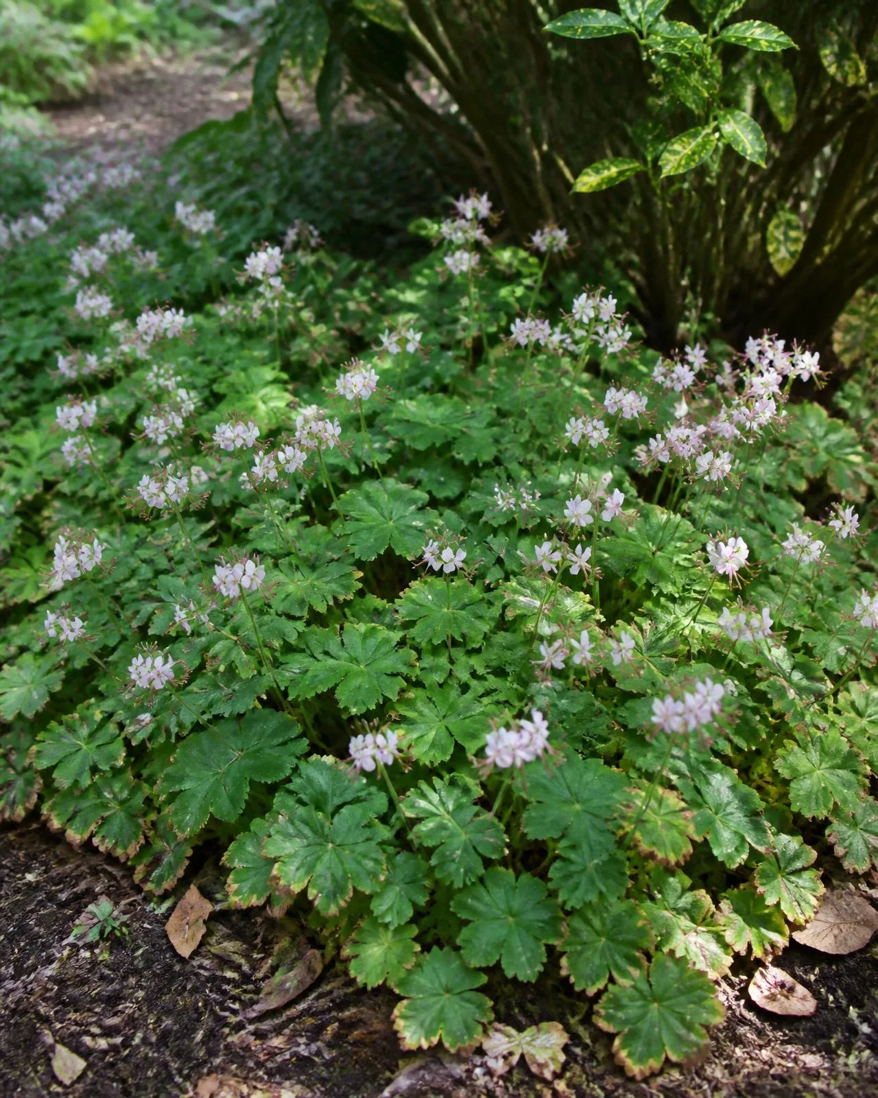 Geranio aromatico — Geranium macrorrhizum ‘Spessart’, pianta in crescita