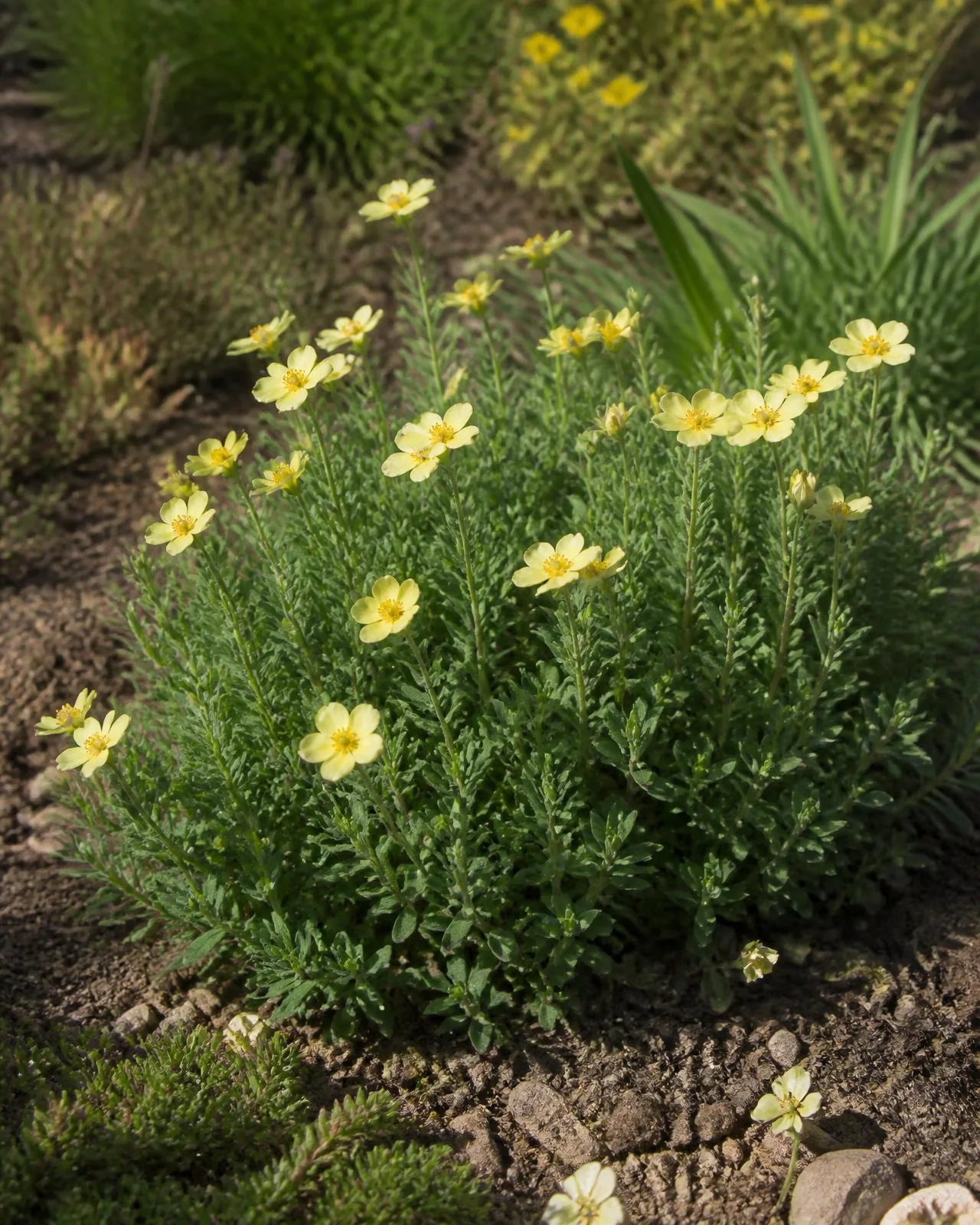 Eliantemo crema — Helianthemum ‘Wisley Primrose’, pianta in crescita