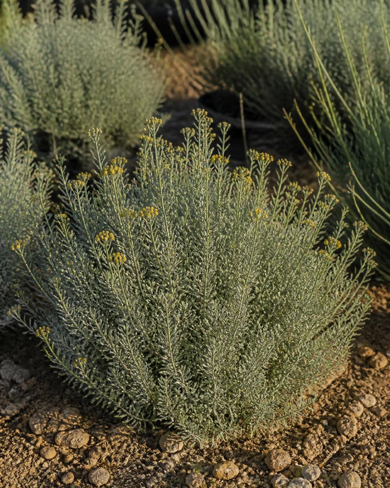 Elicriso compatto — Helichrysum italicum subsp. microphyllum, pianta in crescita