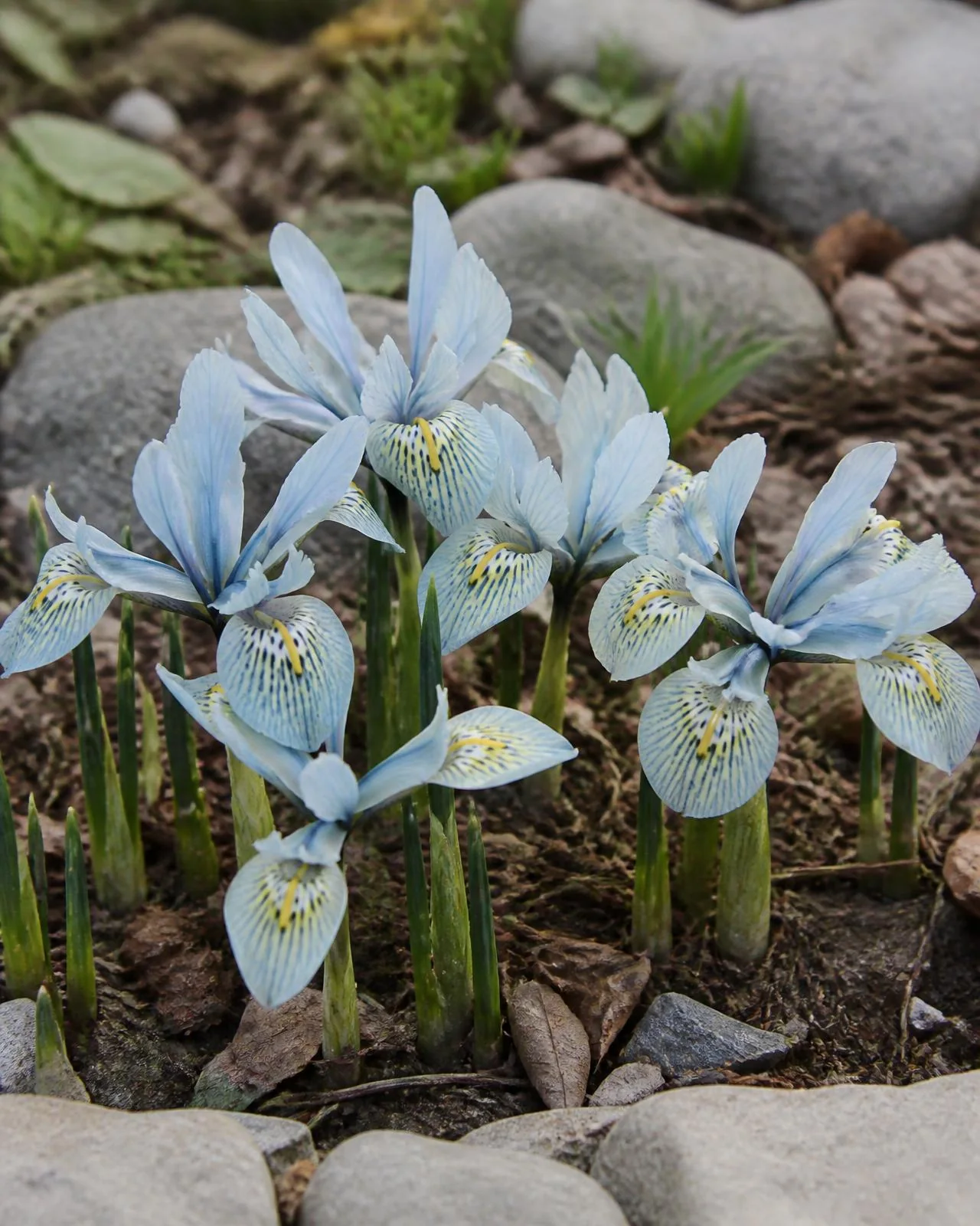 Iris Katharine Hodgkin — Iris 'Katharine Hodgkin', pianta in crescita