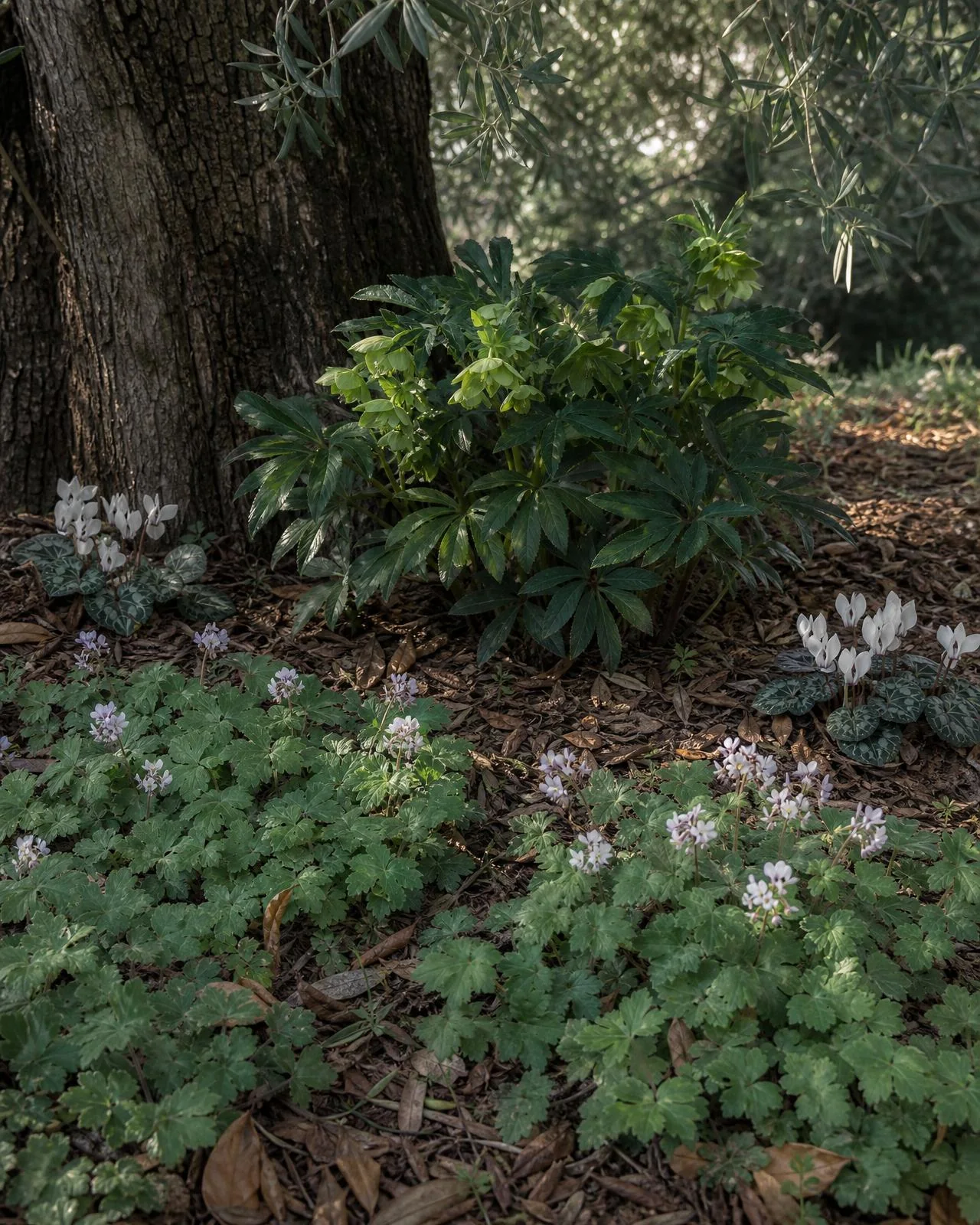 Perenni in un angolo fresco e ombreggiato del giardino