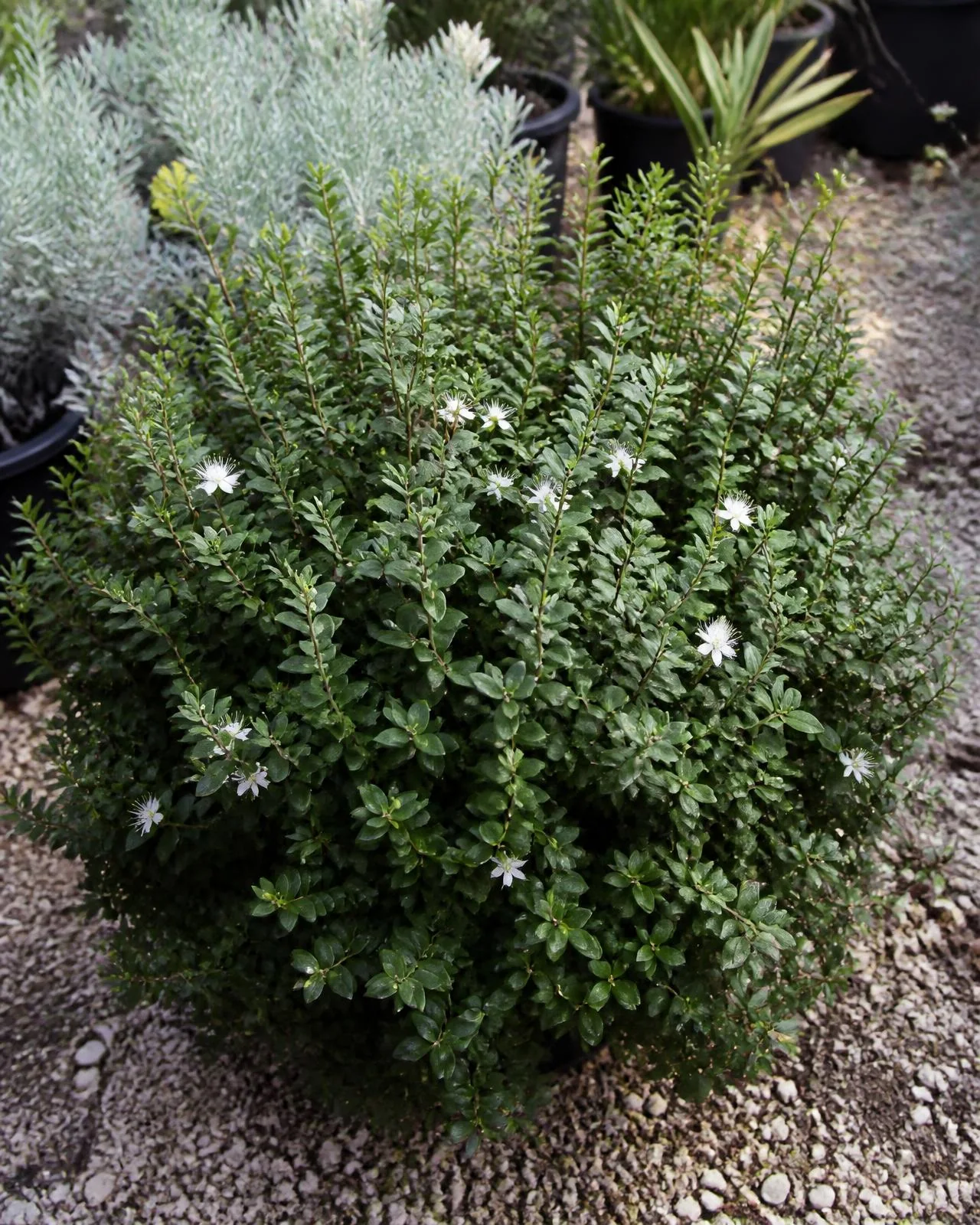Mirto nano — Myrtus communis ‘Tarentina’, pianta in crescita