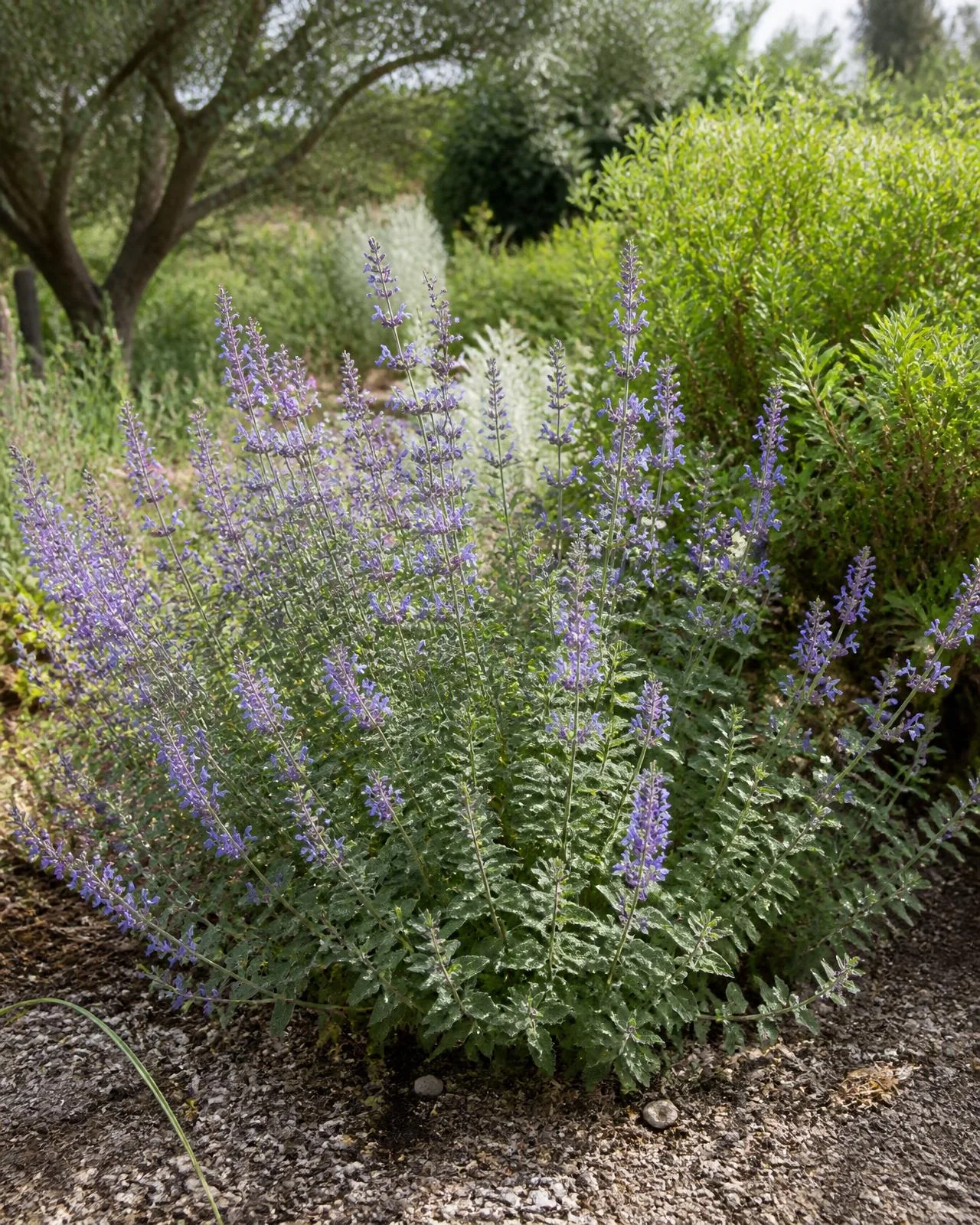 Nepeta blu — Nepeta × faassenii ‘Walker’s Low’, pianta in crescita