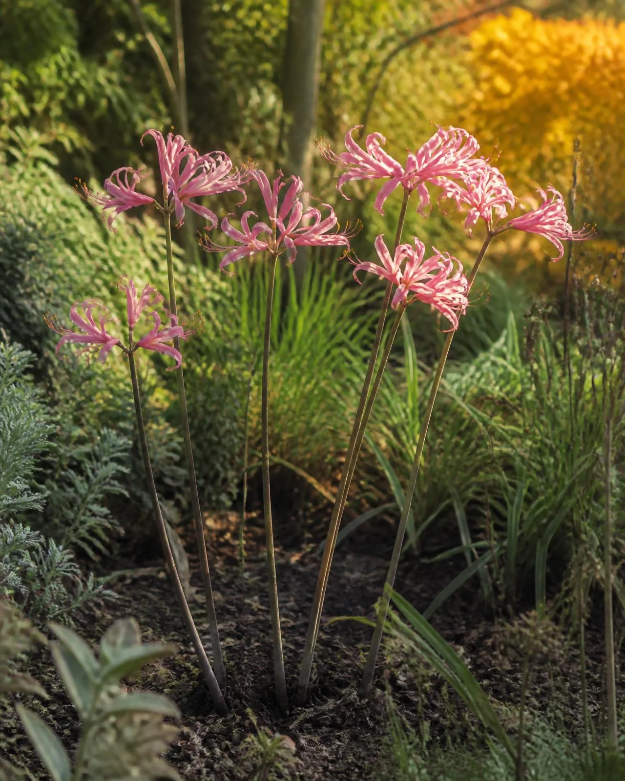 Nerine rosa — Nerine bowdenii, pianta in crescita