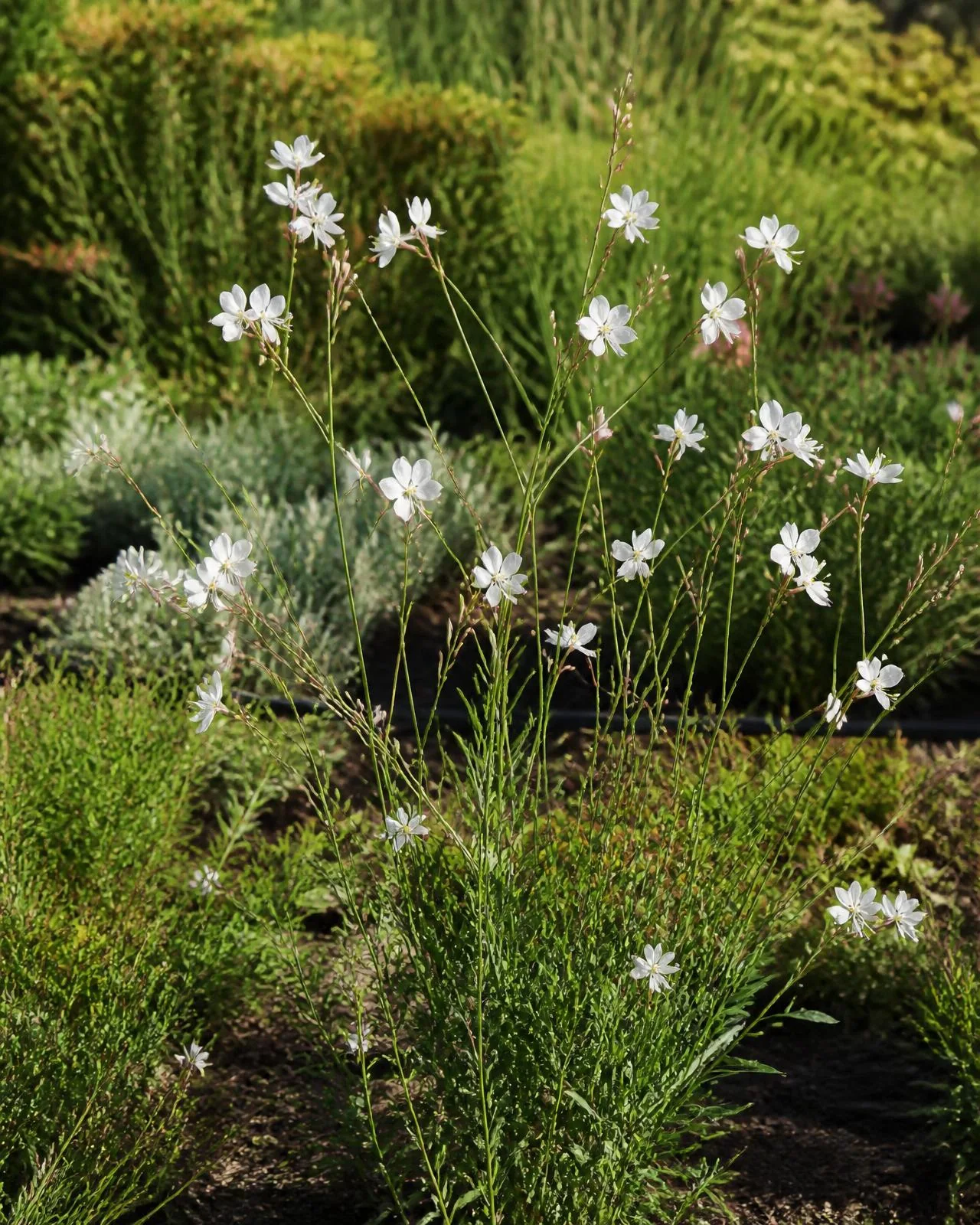 Farfalle bianche — Oenothera lindheimeri ‘Whirling Butterflies’, pianta in crescita