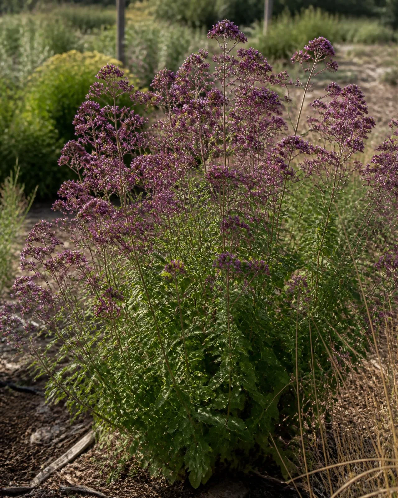 Origano ornamentale porpora — Origanum laevigatum ‘Herrenhausen’, pianta in crescita
