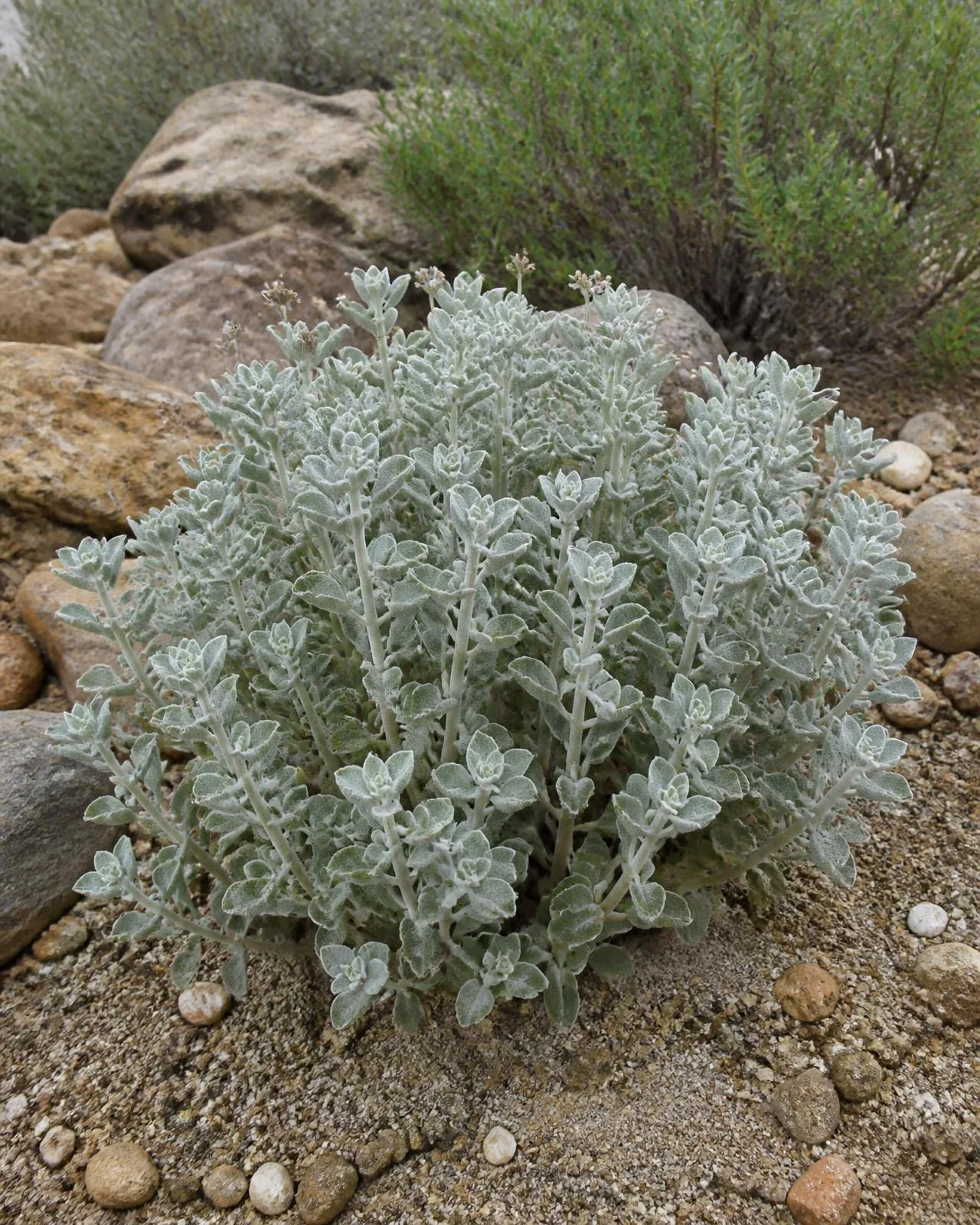 Cuscino di lana — Pseudodictamnus mediterraneus, pianta in crescita