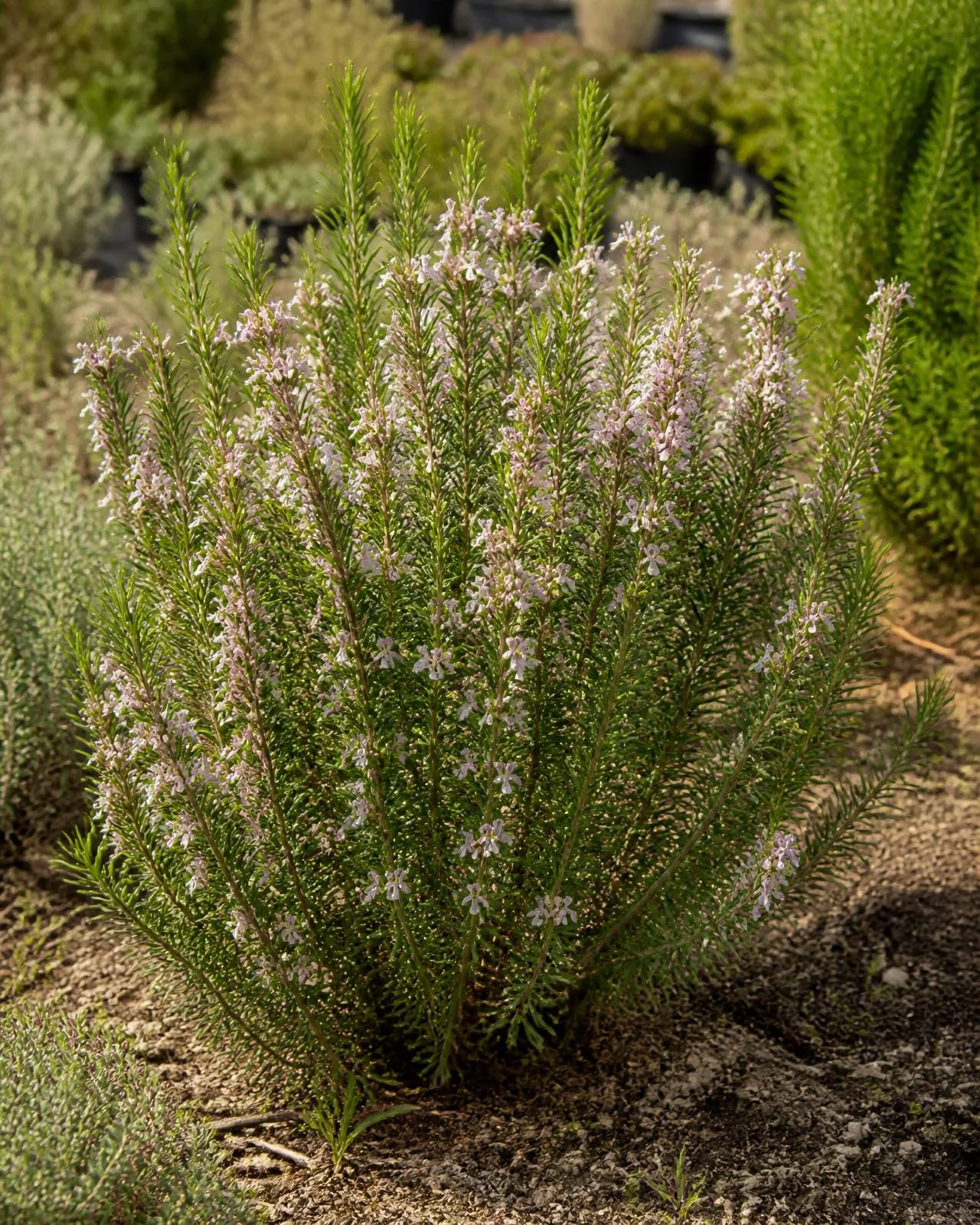 Rosmarino rosa — Salvia rosmarinus ‘Majorca Pink’, pianta in crescita