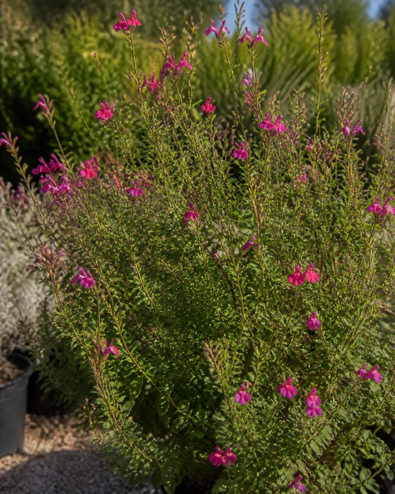 Salvia magenta — Salvia microphylla ‘Cerro Potosí’, pianta in crescita
