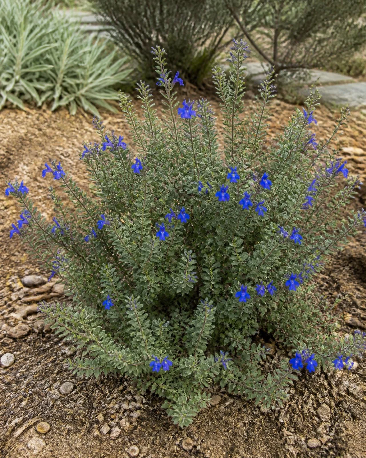 Salvia blu elettrico — Salvia chamaedryoides, pianta in crescita