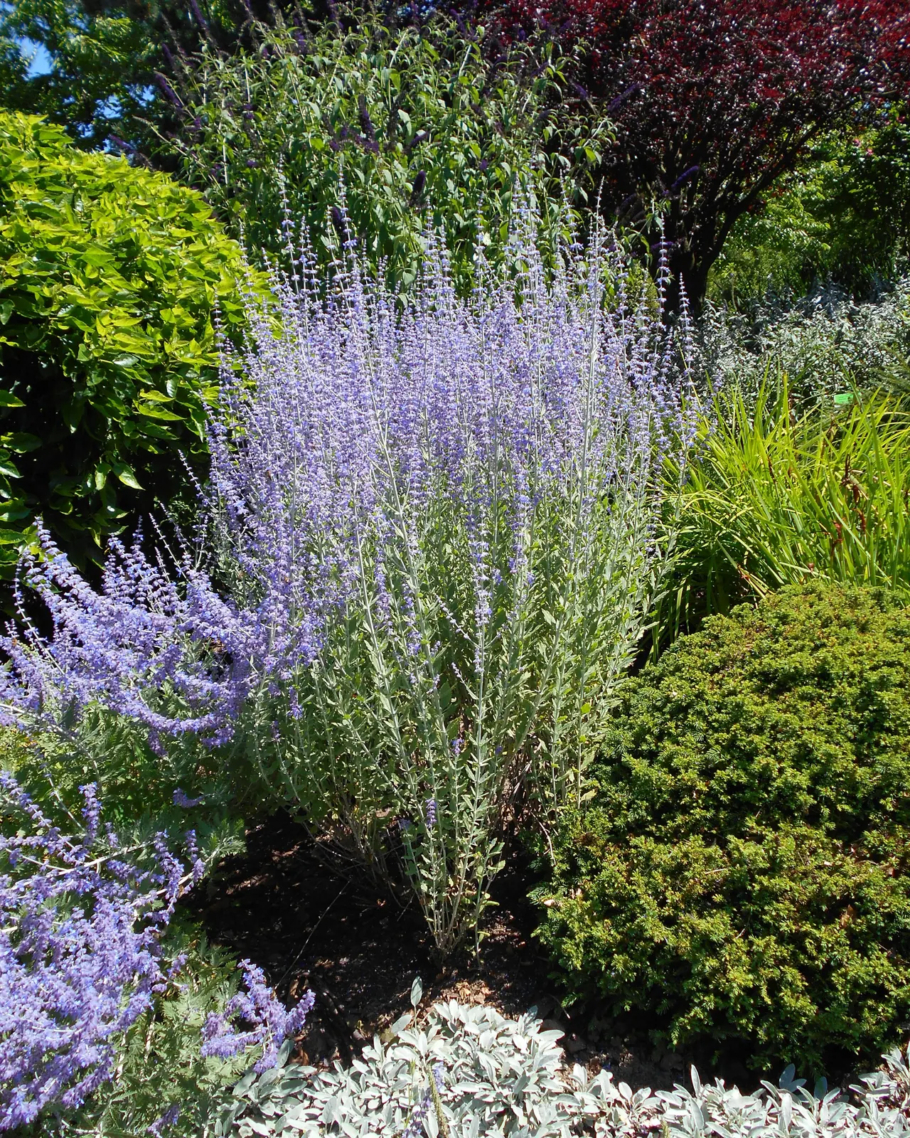 Salvia russa compatta — Salvia yangii ‘Little Spire’, pianta in crescita
