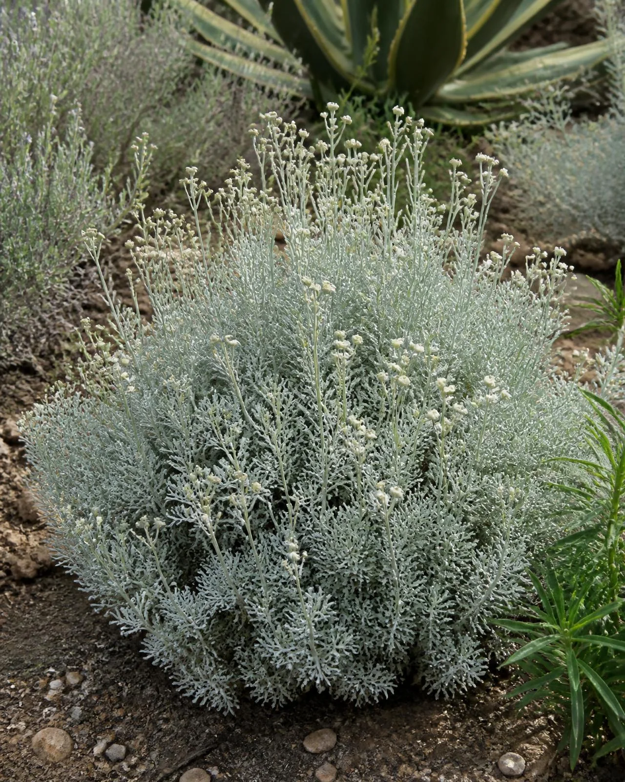 Santolina avorio — Santolina chamaecyparissus ‘Edward Bowles’, pianta in crescita