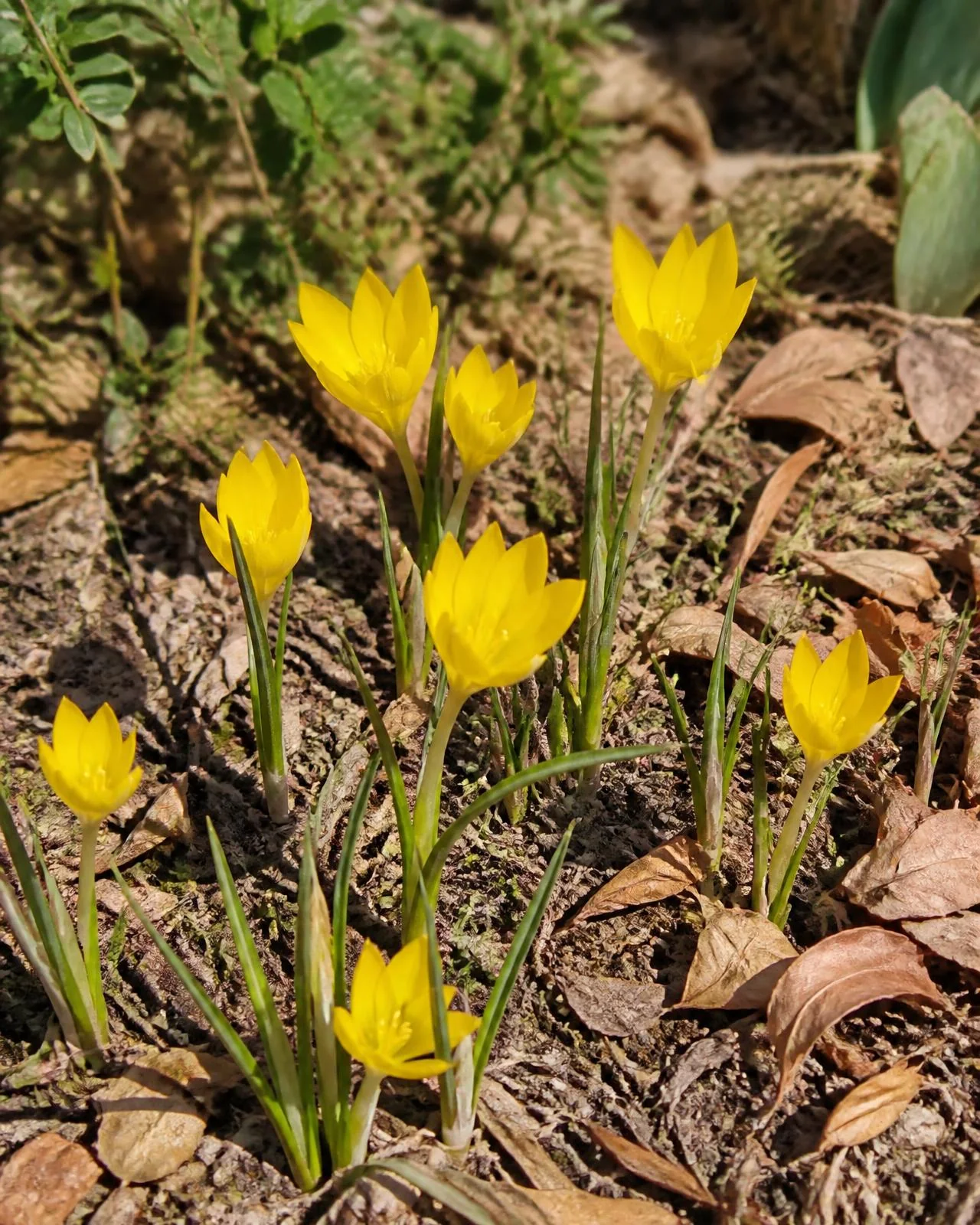 Zafferanastro giallo — Sternbergia lutea, pianta in crescita
