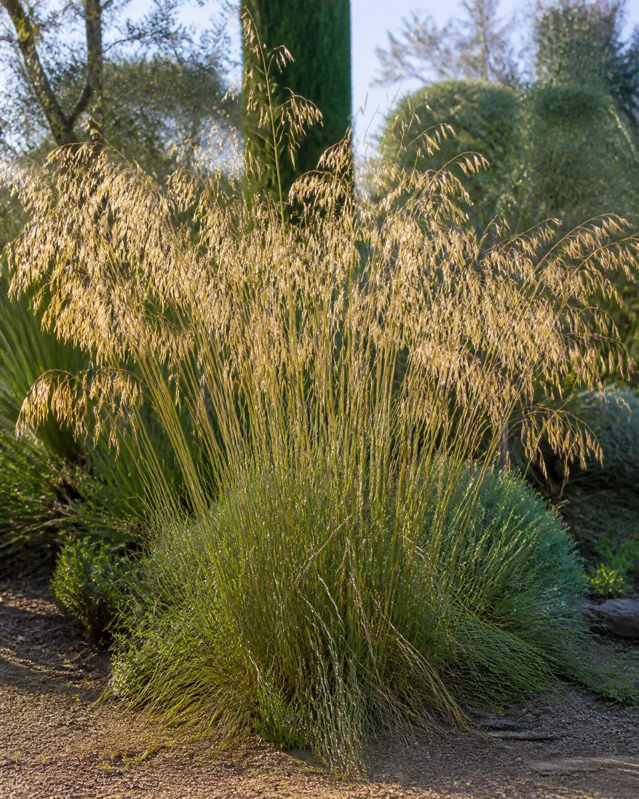 Stipa dorata — Stipa gigantea, pianta in crescita