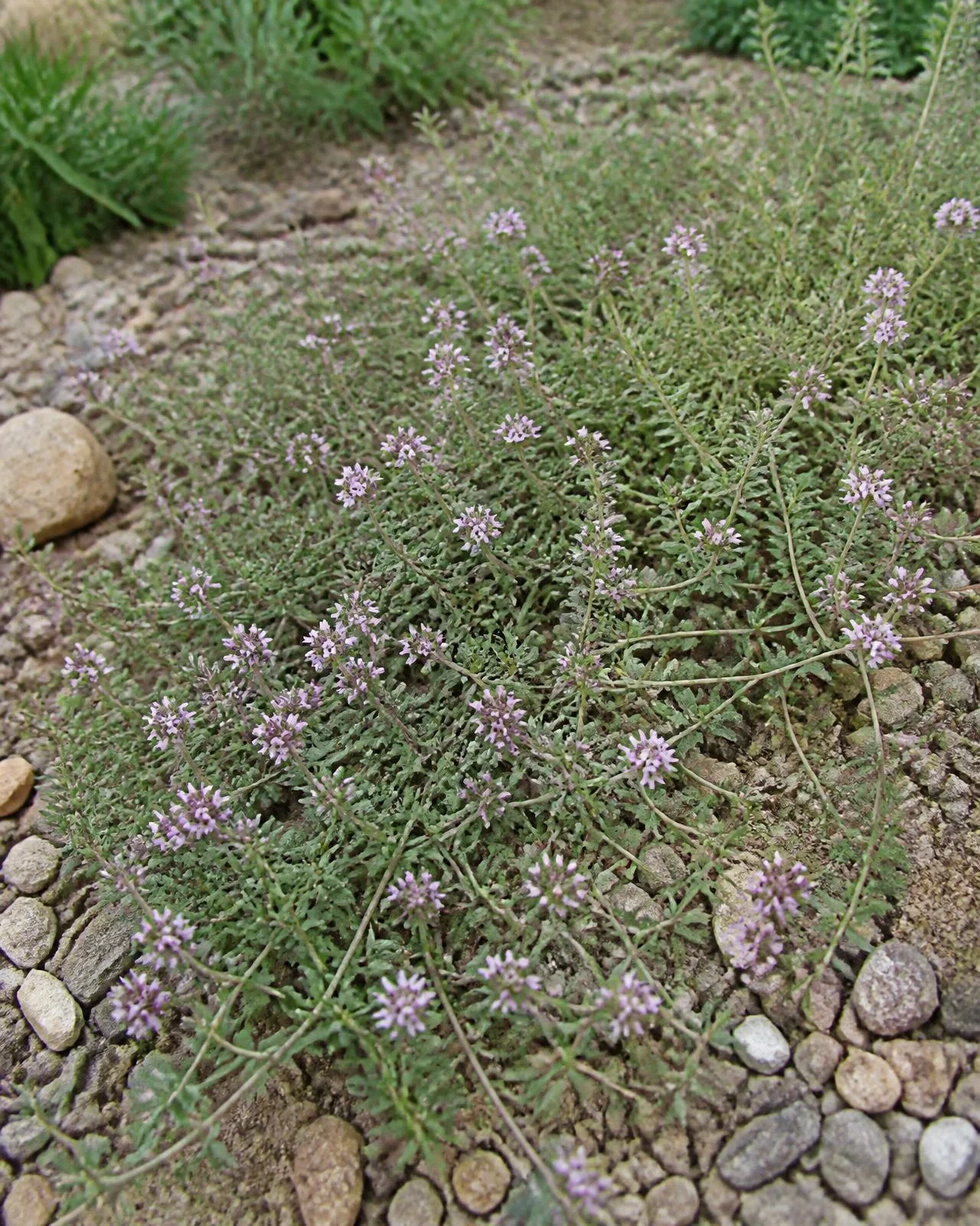 Timo profumato strisciante — Thymus longicaulis subsp. odoratus, pianta in crescita