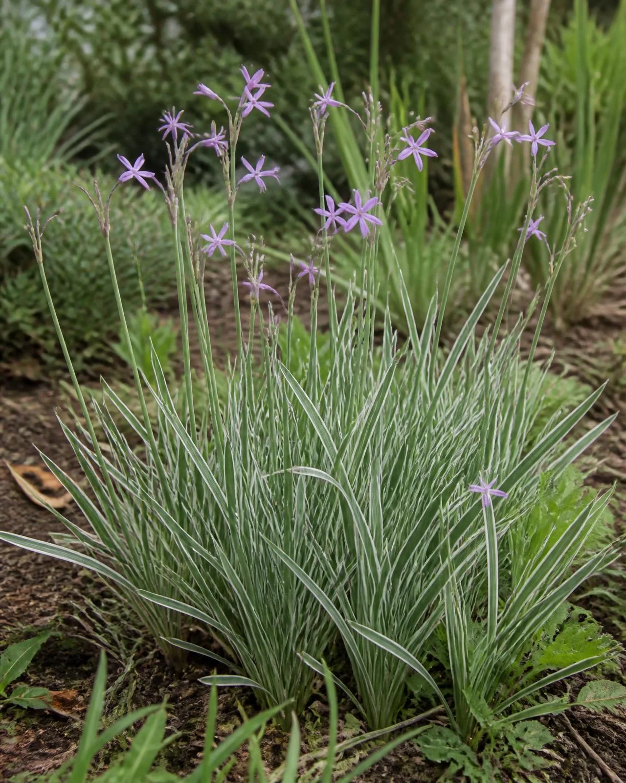 Aglio ornamentale variegato — Tulbaghia violacea ‘Silver Lace’, pianta in crescita