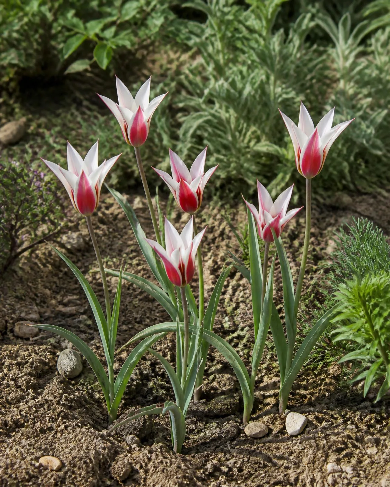 Tulipano botanico Lady Jane — Tulipa clusiana 'Lady Jane', pianta in crescita